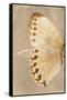 Miss Butterfly Formosana Profil - Dark Beige-Philippe Hugonnard-Framed Stretched Canvas