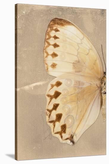 Miss Butterfly Formosana Profil - Dark Beige-Philippe Hugonnard-Stretched Canvas