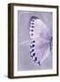 Miss Butterfly Formosana Profil - Mauve-Philippe Hugonnard-Framed Photographic Print