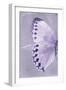 Miss Butterfly Formosana Profil - Mauve-Philippe Hugonnard-Framed Photographic Print