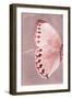 Miss Butterfly Formosana Profil - Red-Philippe Hugonnard-Framed Photographic Print