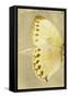 Miss Butterfly Formosana Profil - Yellow-Philippe Hugonnard-Framed Stretched Canvas