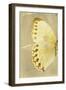 Miss Butterfly Formosana Profil - Yellow-Philippe Hugonnard-Framed Photographic Print