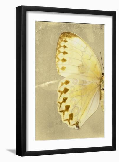 Miss Butterfly Formosana Profil - Yellow-Philippe Hugonnard-Framed Photographic Print