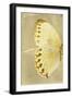 Miss Butterfly Formosana Profil - Yellow-Philippe Hugonnard-Framed Photographic Print