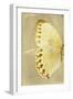 Miss Butterfly Formosana Profil - Yellow-Philippe Hugonnard-Framed Photographic Print