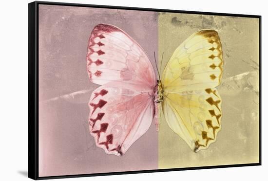 Miss Butterfly Formosana - Red & Yellow-Philippe Hugonnard-Framed Stretched Canvas