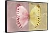 Miss Butterfly Formosana - Red & Yellow-Philippe Hugonnard-Framed Stretched Canvas