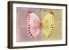 Miss Butterfly Formosana - Red & Yellow-Philippe Hugonnard-Framed Photographic Print