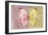 Miss Butterfly Formosana - Red & Yellow-Philippe Hugonnard-Framed Photographic Print