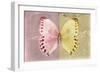 Miss Butterfly Formosana - Red & Yellow-Philippe Hugonnard-Framed Photographic Print