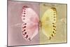 Miss Butterfly Formosana - Red & Yellow-Philippe Hugonnard-Mounted Photographic Print
