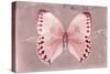 Miss Butterfly Formosana - Red-Philippe Hugonnard-Stretched Canvas