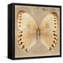 Miss Butterfly Formosana Sq - Dark Beige-Philippe Hugonnard-Framed Stretched Canvas