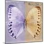 Miss Butterfly Formosana Sq - Mauve & Dark Beige-Philippe Hugonnard-Mounted Photographic Print