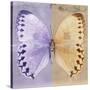 Miss Butterfly Formosana Sq - Mauve & Dark Beige-Philippe Hugonnard-Stretched Canvas