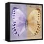 Miss Butterfly Formosana Sq - Mauve & Dark Beige-Philippe Hugonnard-Framed Stretched Canvas