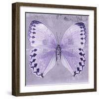 Miss Butterfly Formosana Sq - Mauve-Philippe Hugonnard-Framed Photographic Print