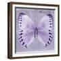 Miss Butterfly Formosana Sq - Mauve-Philippe Hugonnard-Framed Photographic Print