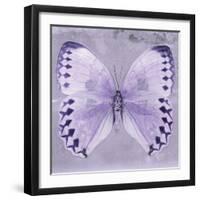 Miss Butterfly Formosana Sq - Mauve-Philippe Hugonnard-Framed Photographic Print