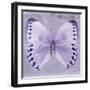 Miss Butterfly Formosana Sq - Mauve-Philippe Hugonnard-Framed Photographic Print