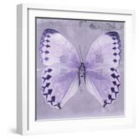 Miss Butterfly Formosana Sq - Mauve-Philippe Hugonnard-Framed Photographic Print