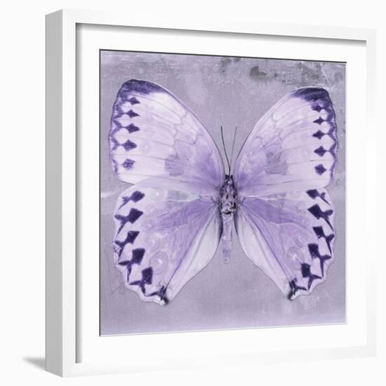 Miss Butterfly Formosana Sq - Mauve-Philippe Hugonnard-Framed Photographic Print