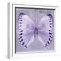 Miss Butterfly Formosana Sq - Mauve-Philippe Hugonnard-Framed Photographic Print