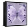 Miss Butterfly Formosana Sq - Mauve-Philippe Hugonnard-Framed Stretched Canvas