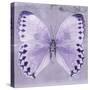 Miss Butterfly Formosana Sq - Mauve-Philippe Hugonnard-Stretched Canvas