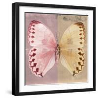 Miss Butterfly Formosana Sq - Red & Dark Beige-Philippe Hugonnard-Framed Photographic Print