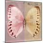 Miss Butterfly Formosana Sq - Red & Dark Beige-Philippe Hugonnard-Mounted Photographic Print