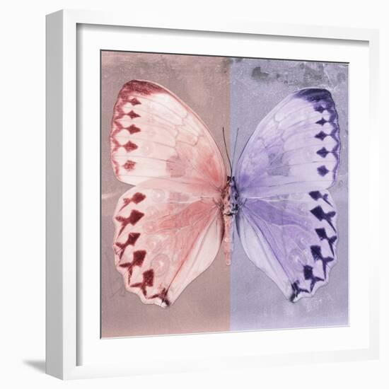 Miss Butterfly Formosana Sq - Red & Mauve-Philippe Hugonnard-Framed Photographic Print