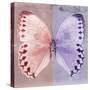 Miss Butterfly Formosana Sq - Red & Mauve-Philippe Hugonnard-Stretched Canvas