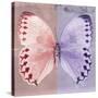 Miss Butterfly Formosana Sq - Red & Mauve-Philippe Hugonnard-Stretched Canvas