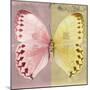 Miss Butterfly Formosana Sq - Red & Yellow-Philippe Hugonnard-Mounted Photographic Print