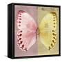 Miss Butterfly Formosana Sq - Red & Yellow-Philippe Hugonnard-Framed Stretched Canvas