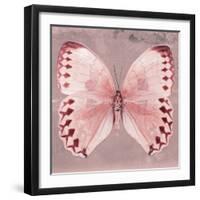 Miss Butterfly Formosana Sq - Red-Philippe Hugonnard-Framed Photographic Print