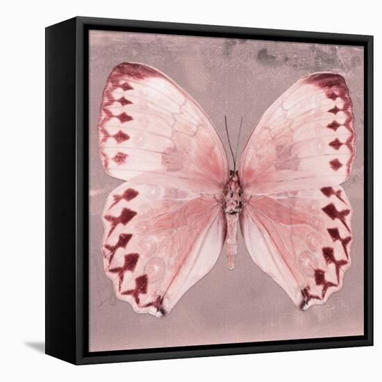 Miss Butterfly Formosana Sq - Red-Philippe Hugonnard-Framed Stretched Canvas