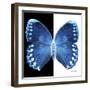 Miss Butterfly Formosana Sq - X-Ray B&W Edition-Philippe Hugonnard-Framed Photographic Print