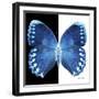 Miss Butterfly Formosana Sq - X-Ray B&W Edition-Philippe Hugonnard-Framed Photographic Print