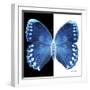 Miss Butterfly Formosana Sq - X-Ray B&W Edition-Philippe Hugonnard-Framed Photographic Print