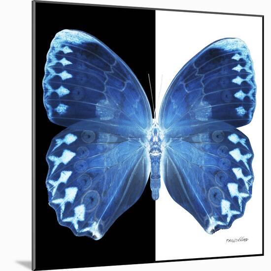 Miss Butterfly Formosana Sq - X-Ray B&W Edition-Philippe Hugonnard-Mounted Photographic Print