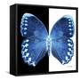 Miss Butterfly Formosana Sq - X-Ray B&W Edition-Philippe Hugonnard-Framed Stretched Canvas