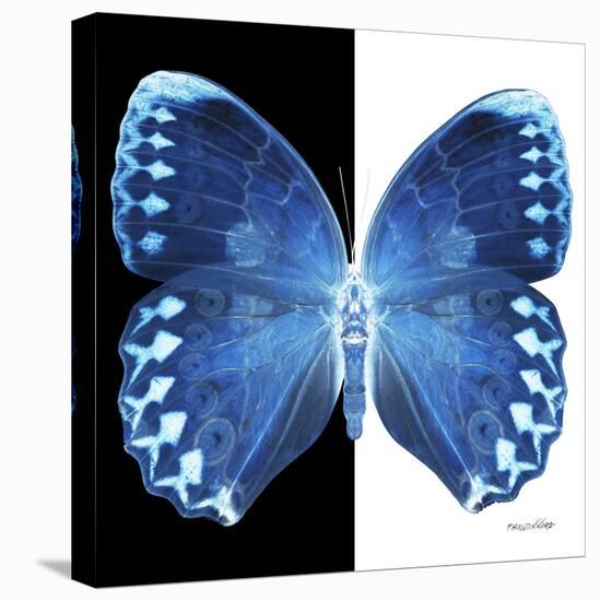 Miss Butterfly Formosana Sq - X-Ray B&W Edition-Philippe Hugonnard-Stretched Canvas