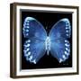 Miss Butterfly Formosana Sq - X-Ray Black Edition-Philippe Hugonnard-Framed Photographic Print