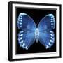 Miss Butterfly Formosana Sq - X-Ray Black Edition-Philippe Hugonnard-Framed Photographic Print