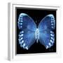 Miss Butterfly Formosana Sq - X-Ray Black Edition-Philippe Hugonnard-Framed Photographic Print