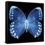 Miss Butterfly Formosana Sq - X-Ray Black Edition-Philippe Hugonnard-Framed Stretched Canvas