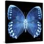 Miss Butterfly Formosana Sq - X-Ray Black Edition-Philippe Hugonnard-Stretched Canvas